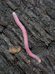 Gosodesmus claremontus