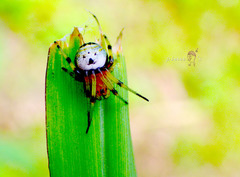 Bijoaraneus