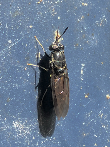 Unknown species found near Massachusetts, US