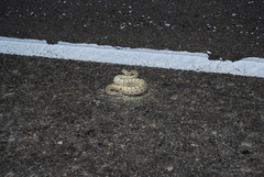 Crotalus cerastes cerastes