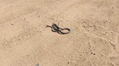 Dendroaspis polylepis