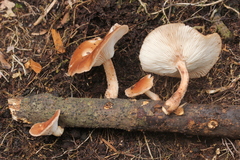 Lentinula boryana