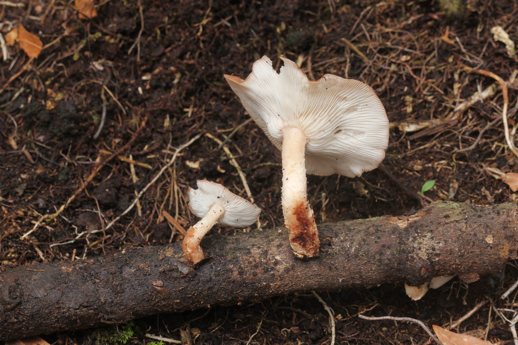 Lentinula boryana image
