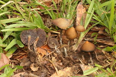 Psilocybe subtropicalis