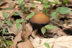 Psilocybe subtropicalis