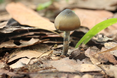 Psilocybe subtropicalis