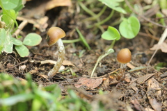Psilocybe subtropicalis