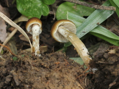 Psilocybe subtropicalis