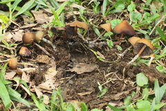 Psilocybe subtropicalis