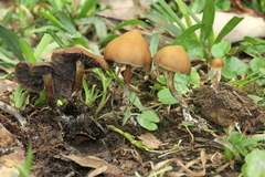 Psilocybe subtropicalis