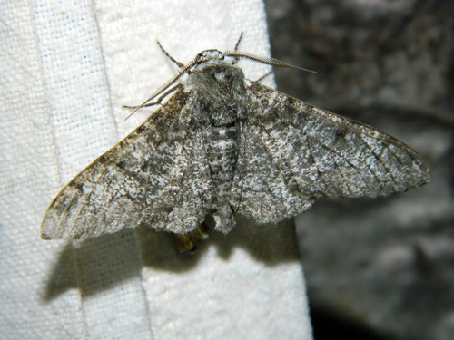 Peppered moth