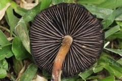 Psilocybe subtropicalis