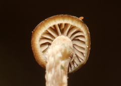 Psilocybe subtropicalis