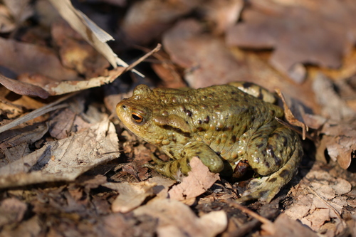 Pilkoji rupūžė nuotrauka
