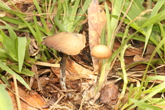 Psilocybe subtropicalis
