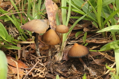 Psilocybe subtropicalis