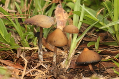 Psilocybe subtropicalis