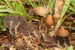 Psilocybe subtropicalis