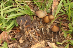Psilocybe subtropicalis