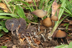 Psilocybe subtropicalis