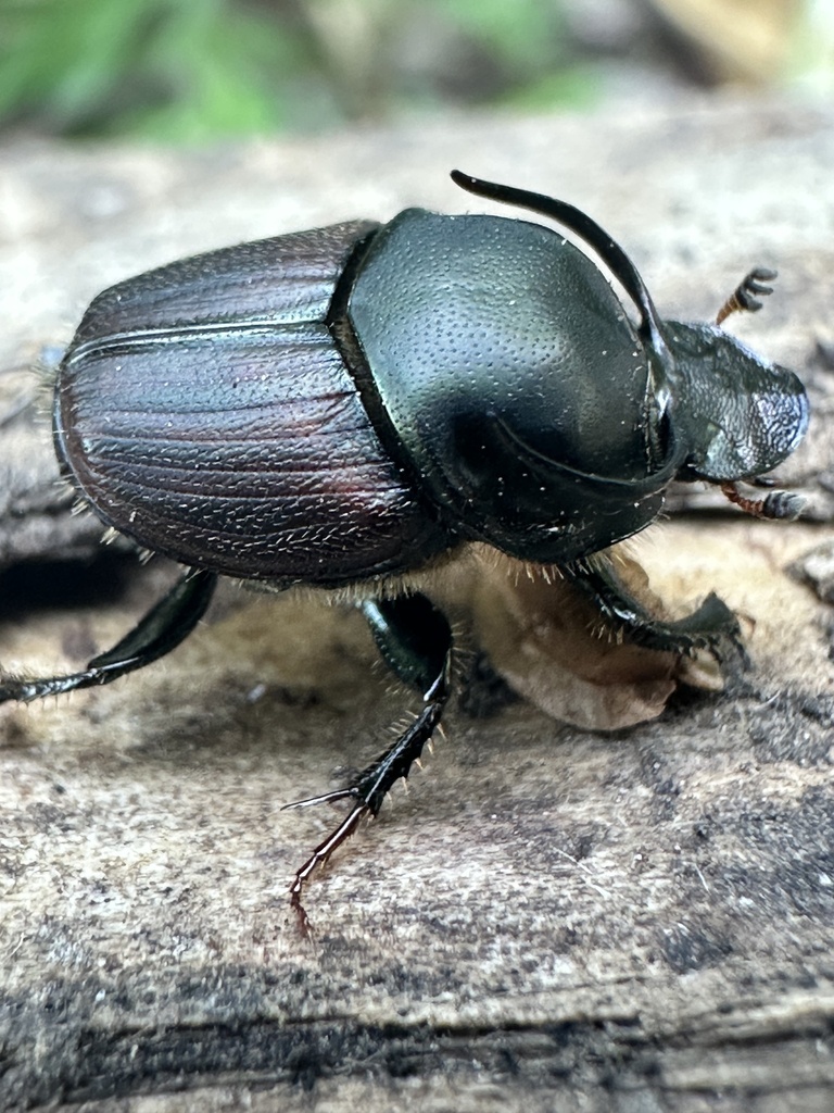 Onthophagus illyricus