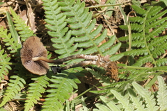 Psilocybe subtropicalis