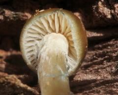 Psilocybe subtropicalis
