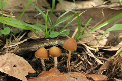 Psilocybe subtropicalis