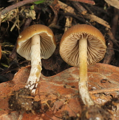 Psilocybe subtropicalis
