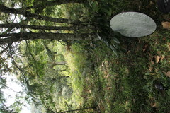 Psilocybe subtropicalis