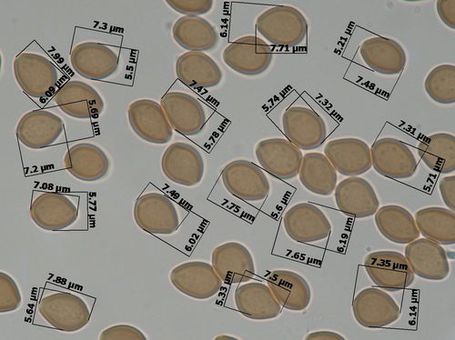 Psilocybe subtropicalis