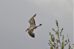 Larus fuscus barabensis