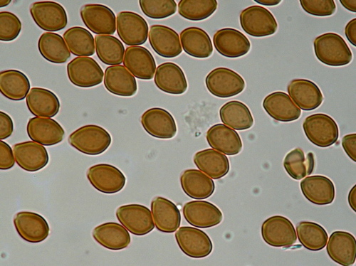 Psilocybe subtropicalis
