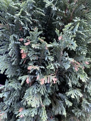 Chamaecyparis lawsoniana