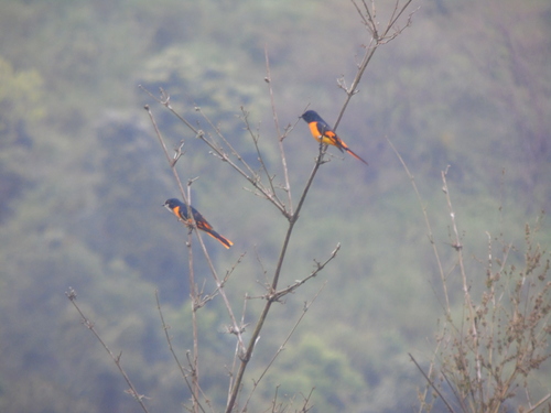 Oranje menievogel (Pericrocotus flammeus)