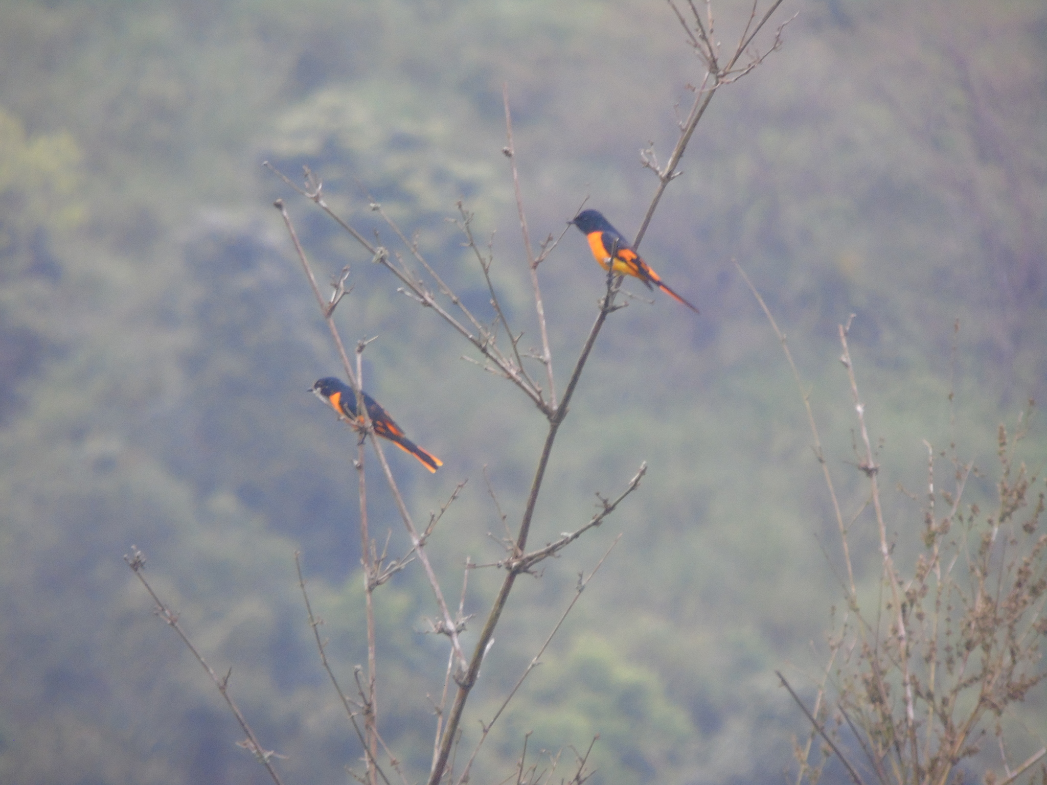 Orange Minivet illustration