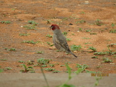 Amadina erythrocephala
