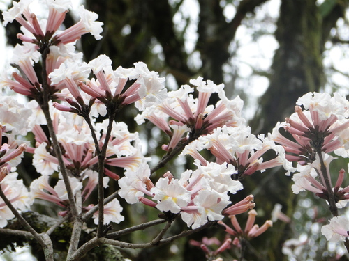 Handroanthus roseo-albus (Ridl.) Mattos 2
