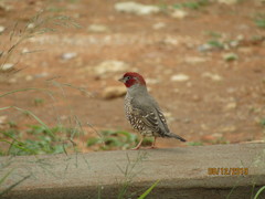 Amadina erythrocephala