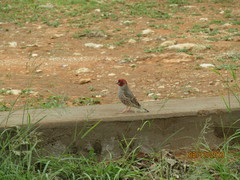 Amadina erythrocephala