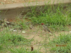 Amadina erythrocephala