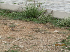 Amadina erythrocephala