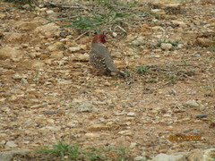 Amadina erythrocephala