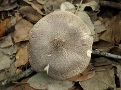 Tricholoma pardinum