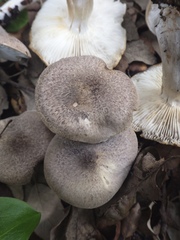 Tricholoma pardinum