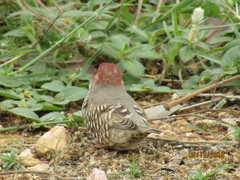 Amadina erythrocephala