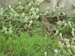 Amadina erythrocephala
