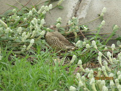Amadina erythrocephala