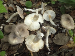 Tricholoma pardinum