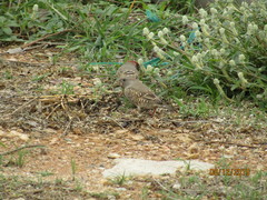 Amadina erythrocephala